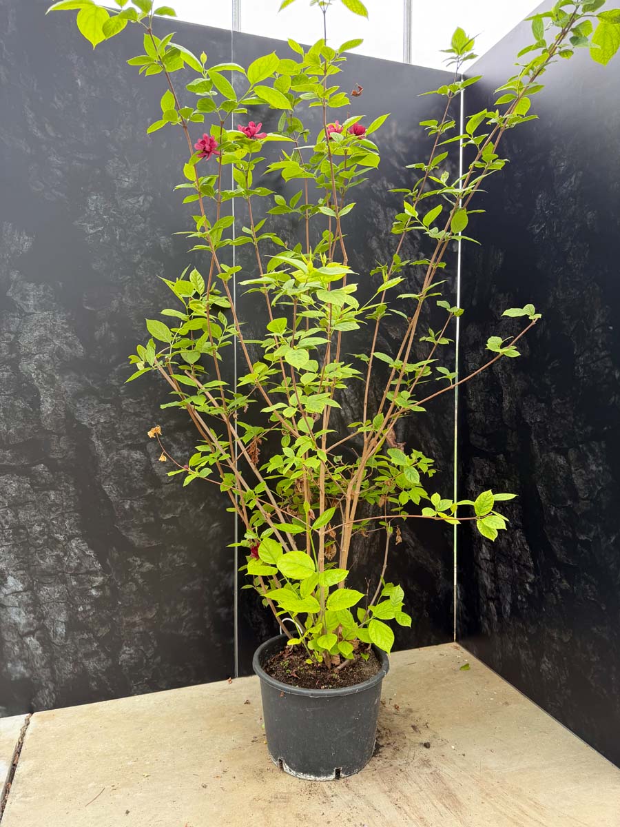 Calycanthus raulstonii 'Hartlage Wine' Tuinplanten tuinplanten
