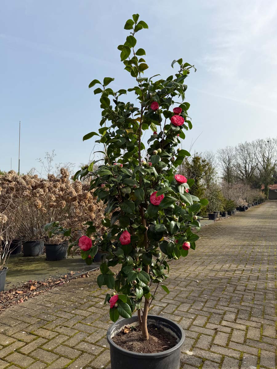 Camellia japonica 'Principessa Baciocchi' Tuinplanten tuinplanten
