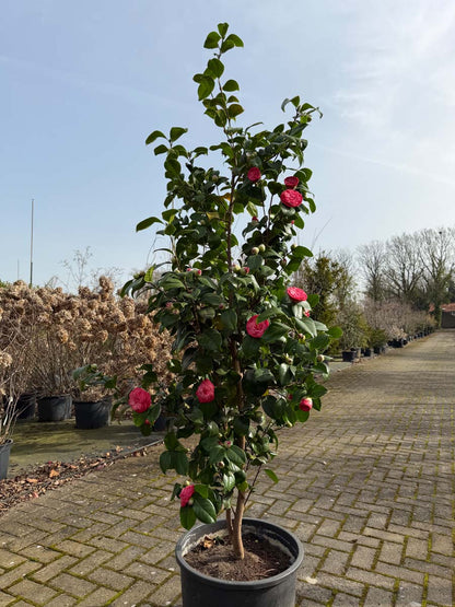 Camellia japonica 'Principessa Baciocchi' Tuinplanten tuinplanten