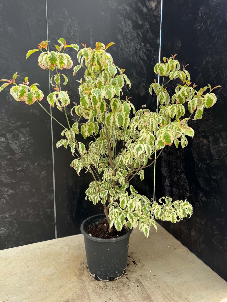Cornus florida 'Firebird' Tuinplanten tuinplant