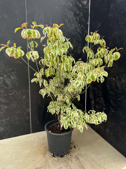 Cornus florida 'Firebird' Tuinplanten tuinplant