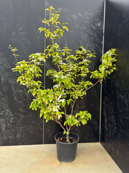 Cornus 'Celestial Shadow' Tuinplanten tuinplant