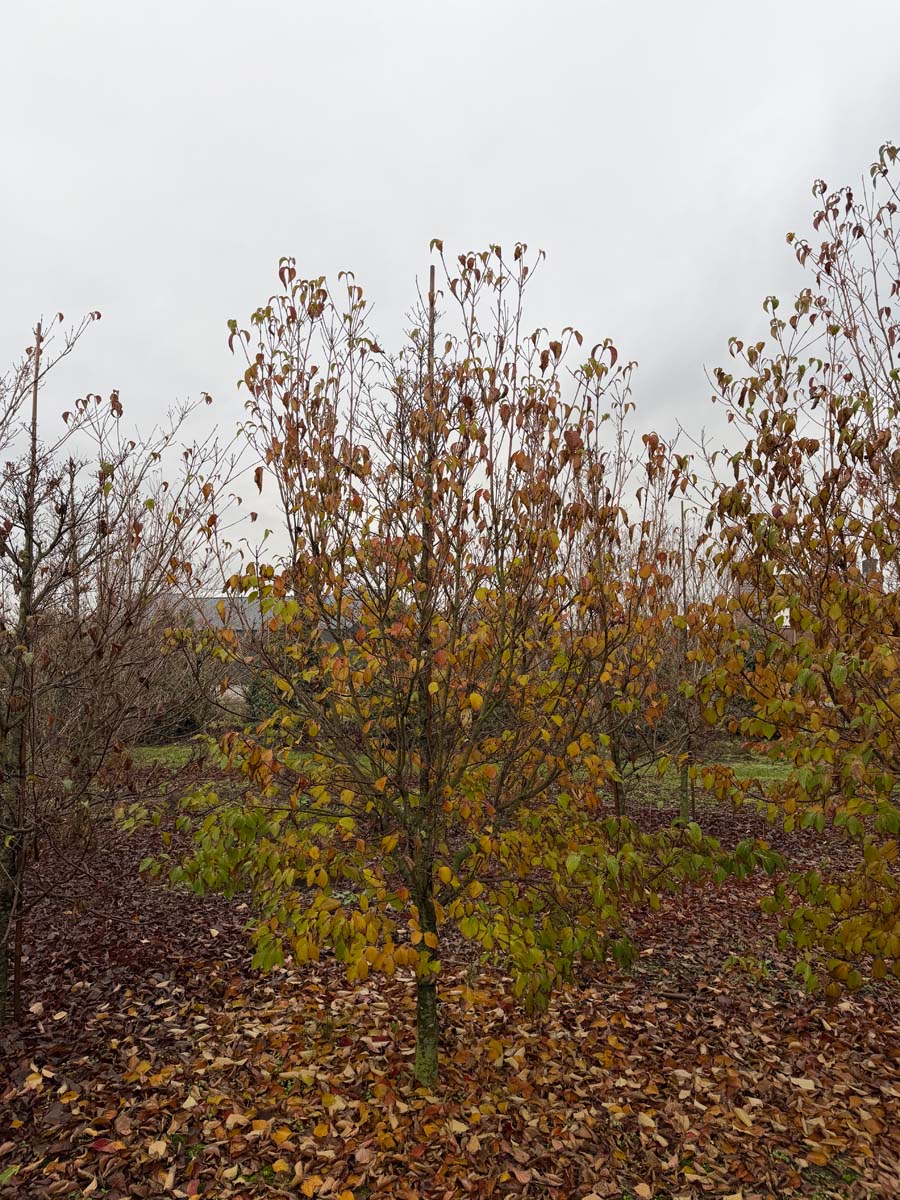 Cornus kousa chinensis meerstammig / struik struik