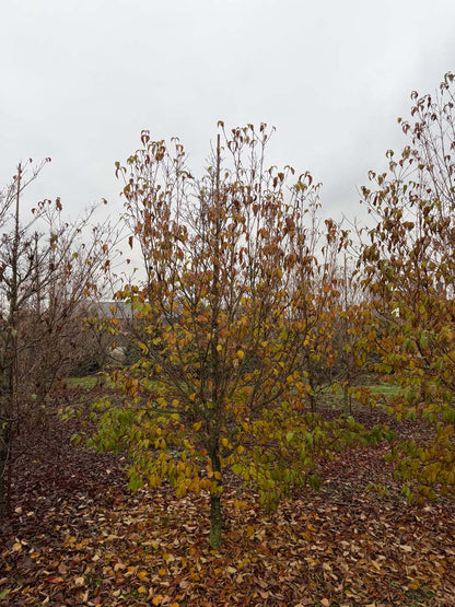 Cornus kousa chinensis meerstammig / struik struik