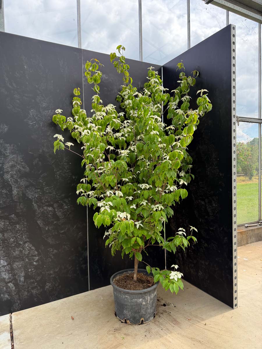 Cornus kousa 'Couronne' Tuinplanten tuinplanten
