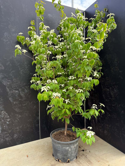 Cornus kousa 'Couronne' Tuinplanten tuinplanten