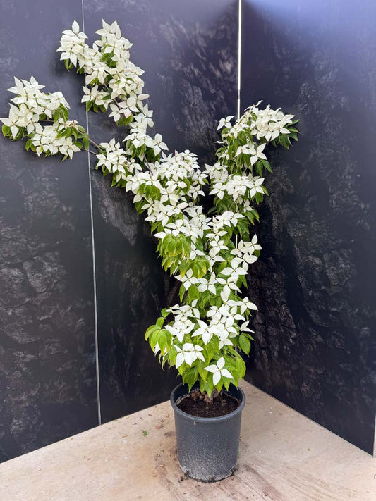 Cornus kousa 'John Slocock' Tuinplanten tuinplanten