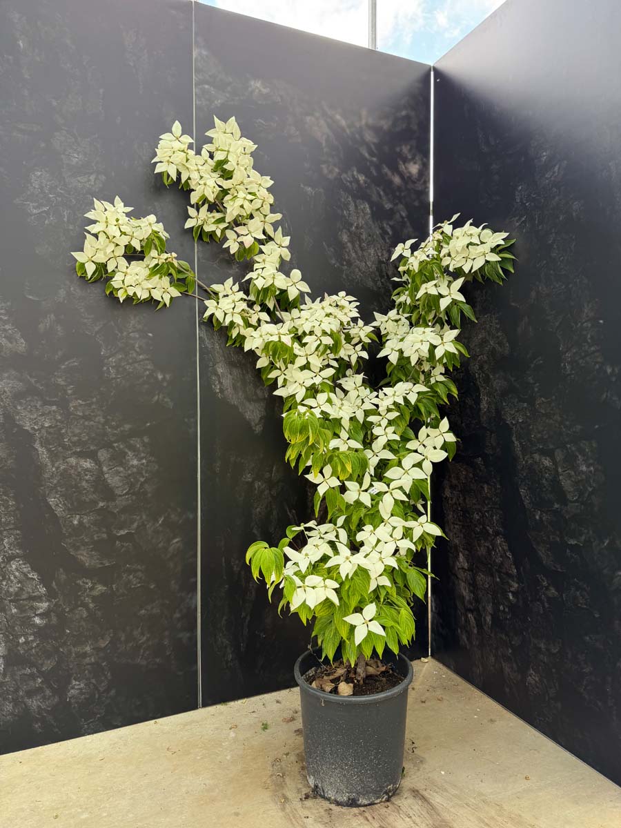 Cornus kousa 'John Slocock' Tuinplanten tuinplanten