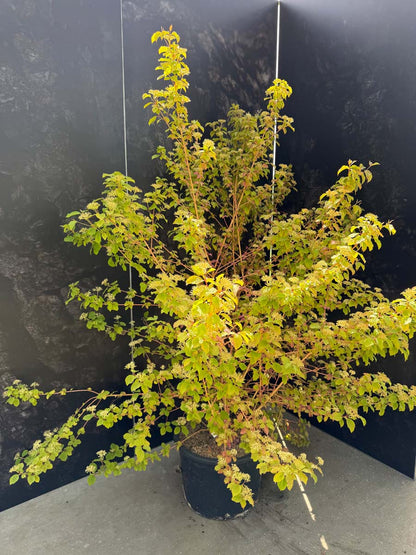 Cornus sanguinea 'Midwinter Fire' Tuinplanten tuinplanten
