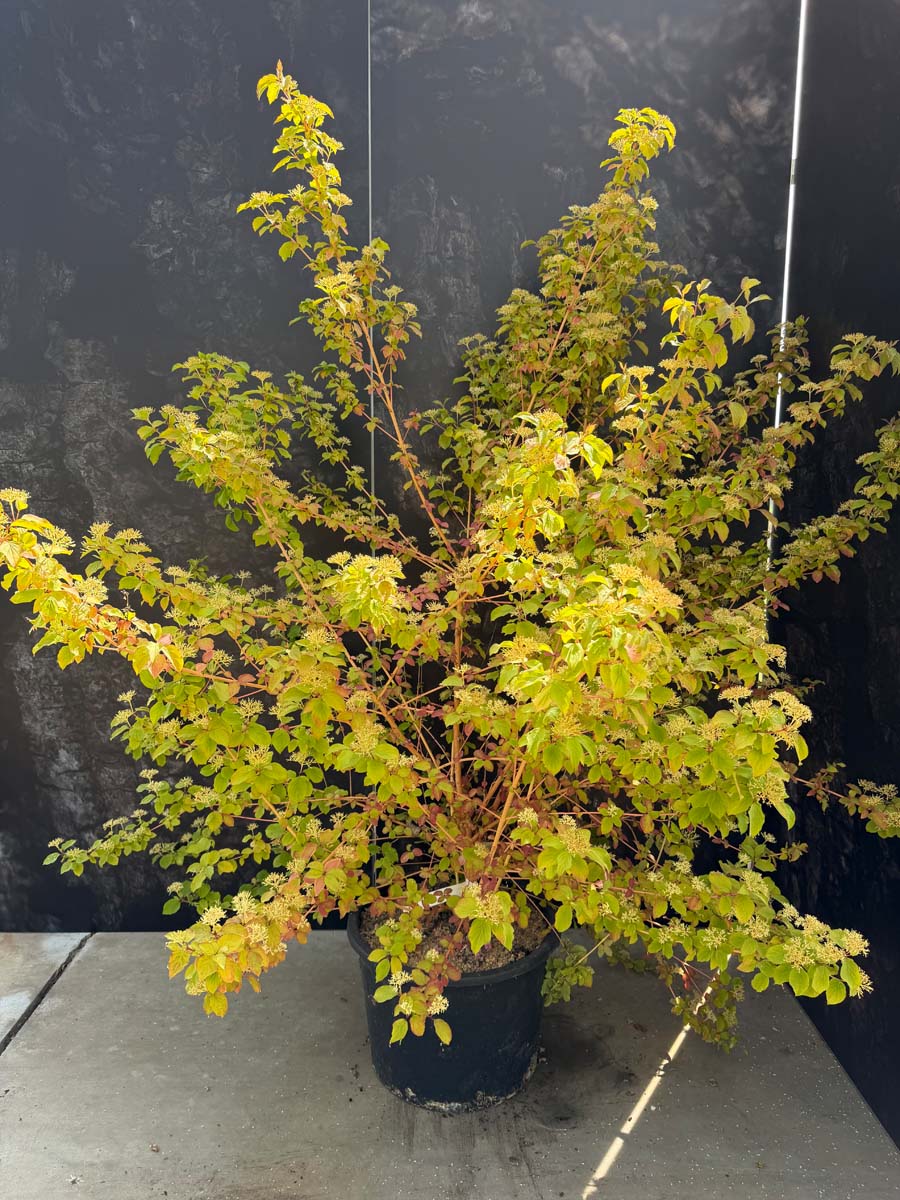 Cornus sanguinea 'Midwinter Fire' Tuinplanten tuinplanten