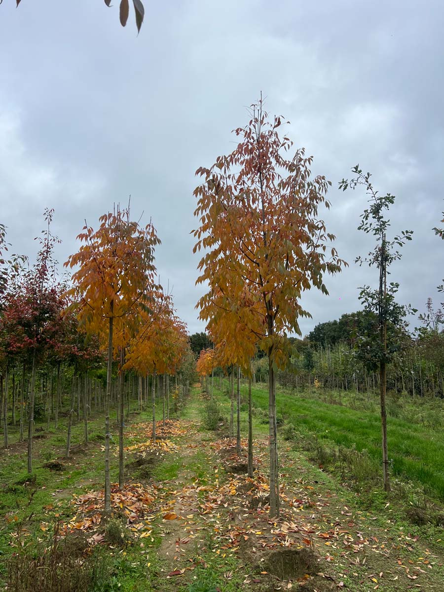 Fraxinus americana 'Skyline' op stam op stam