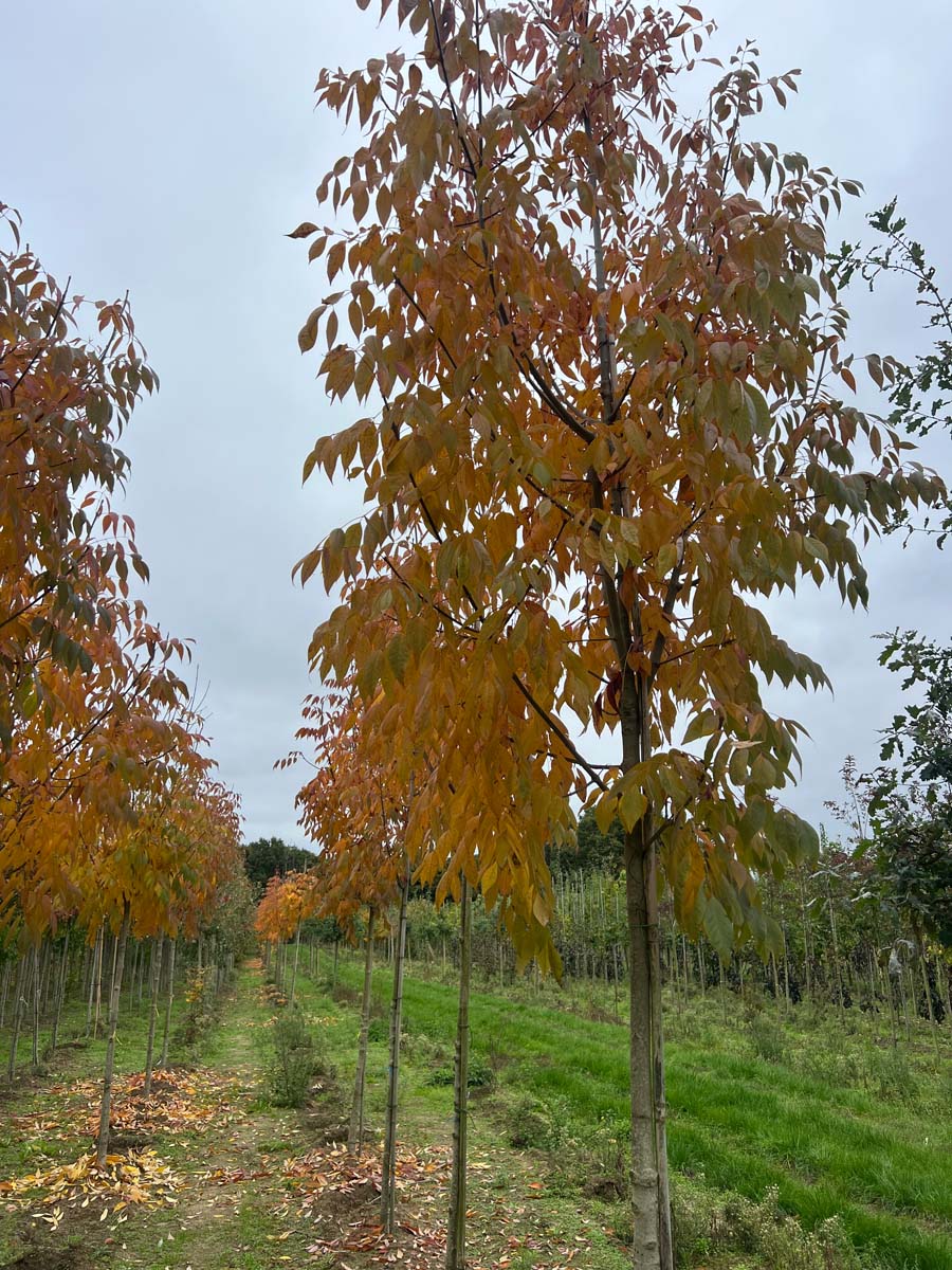 Fraxinus americana 'Skyline' op stam op stam