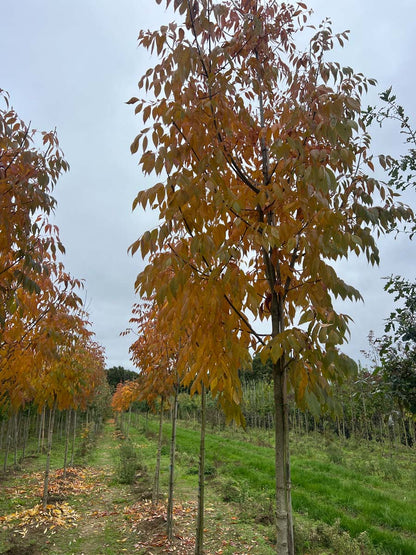 Fraxinus americana 'Skyline' op stam op stam