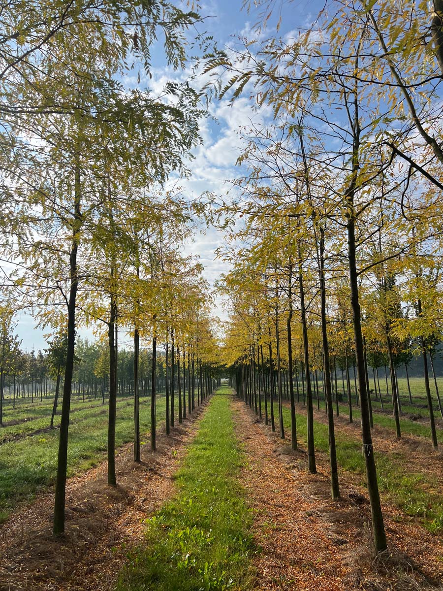 Gleditsia triacanthos 'Sunburst' op stam op stam