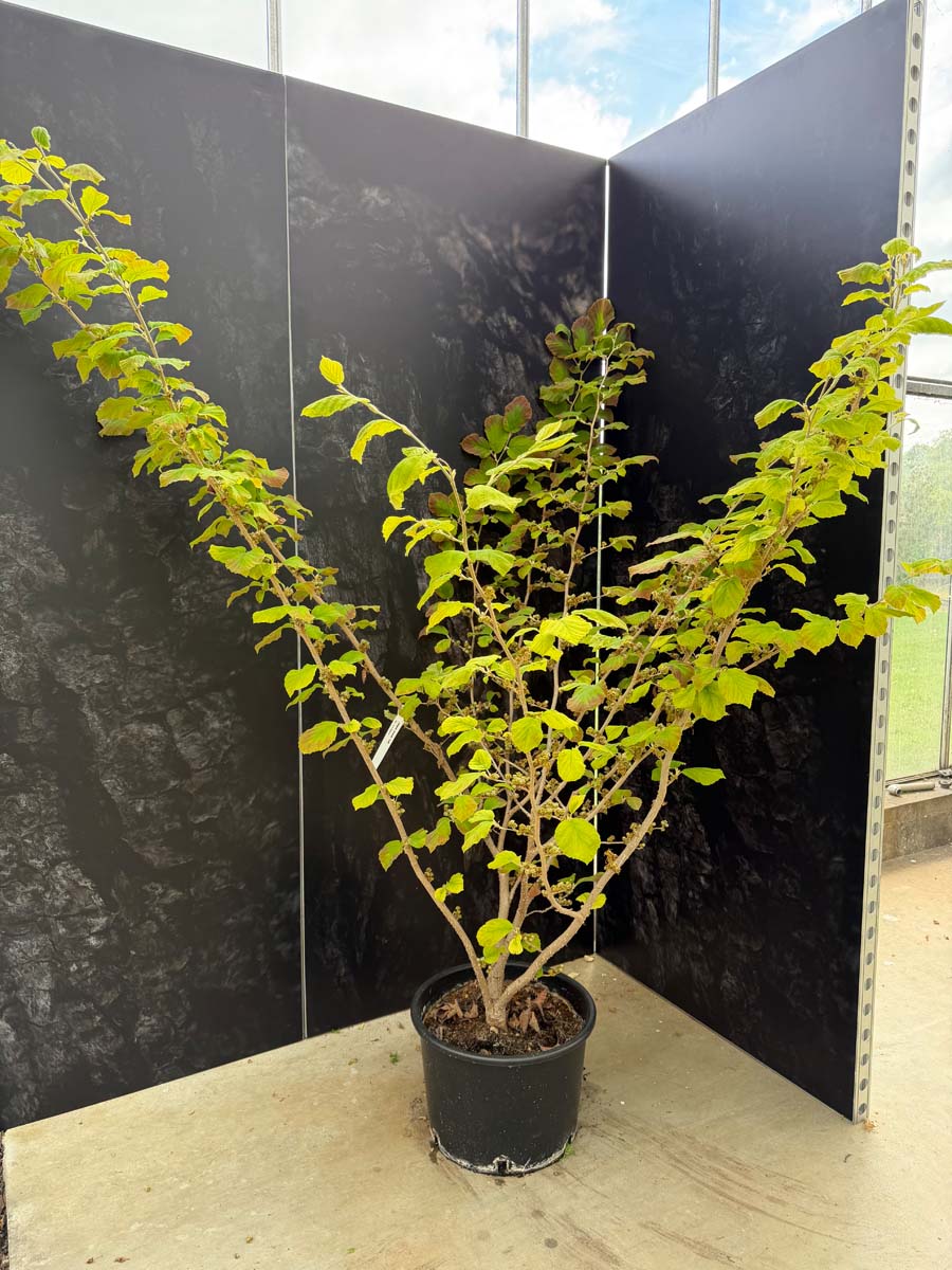 Hamamelis intermedia 'Cyrille' Tuinplanten tuinplanten