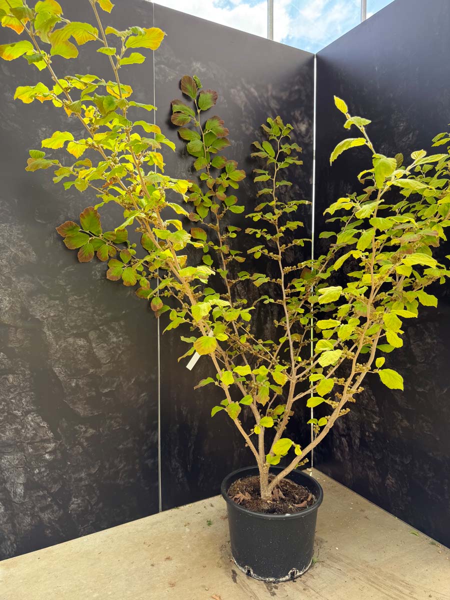 Hamamelis intermedia 'Cyrille' Tuinplanten tuinplanten
