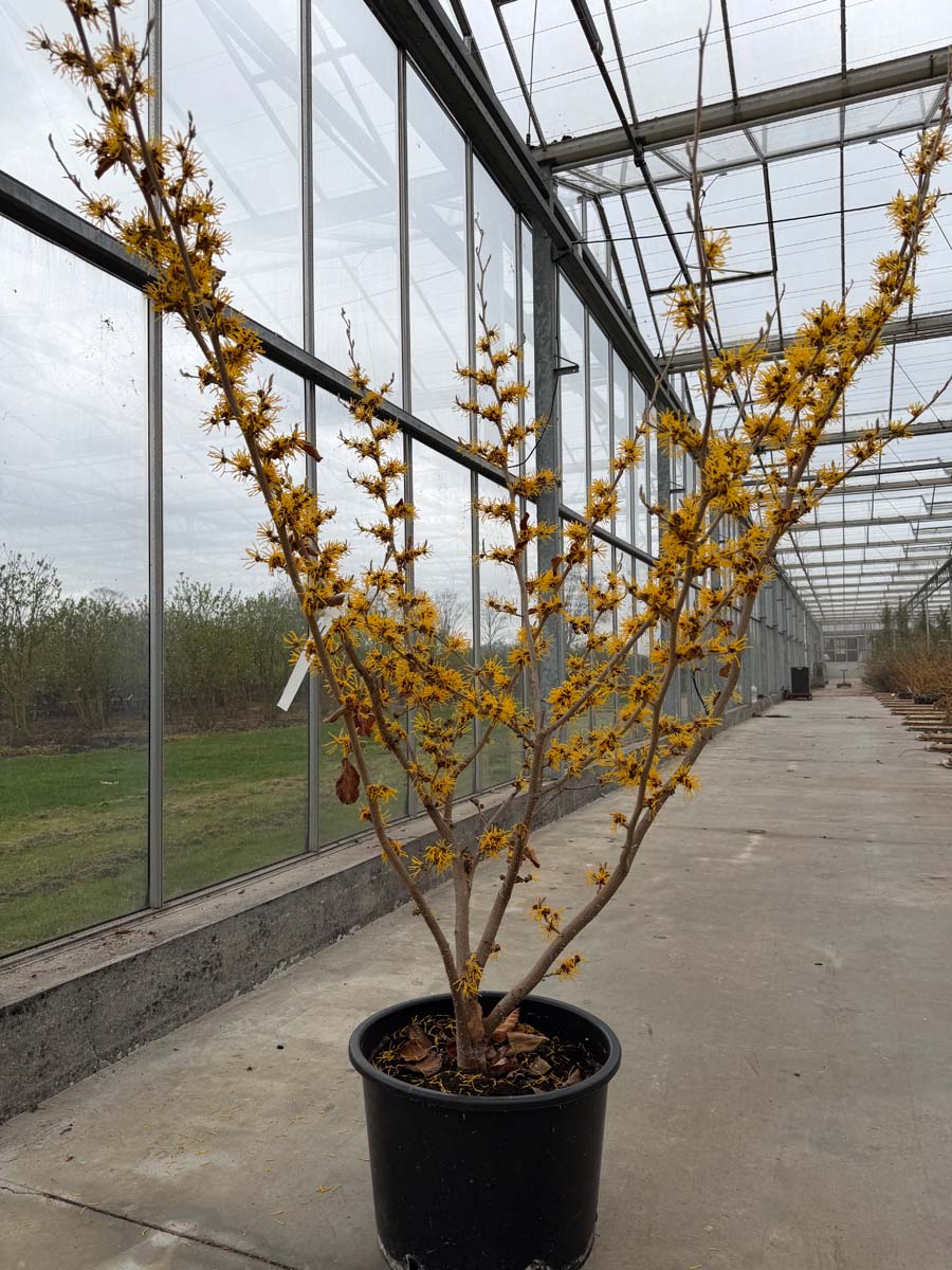 Hamamelis intermedia 'Cyrille' Tuinplanten tuinplanten