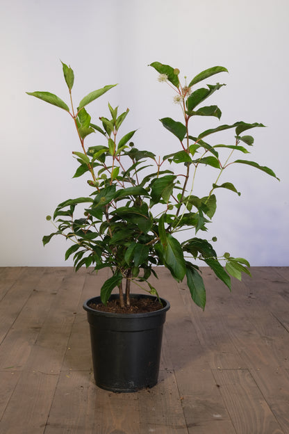 Cephalanthus occidentalis Tuinplanten