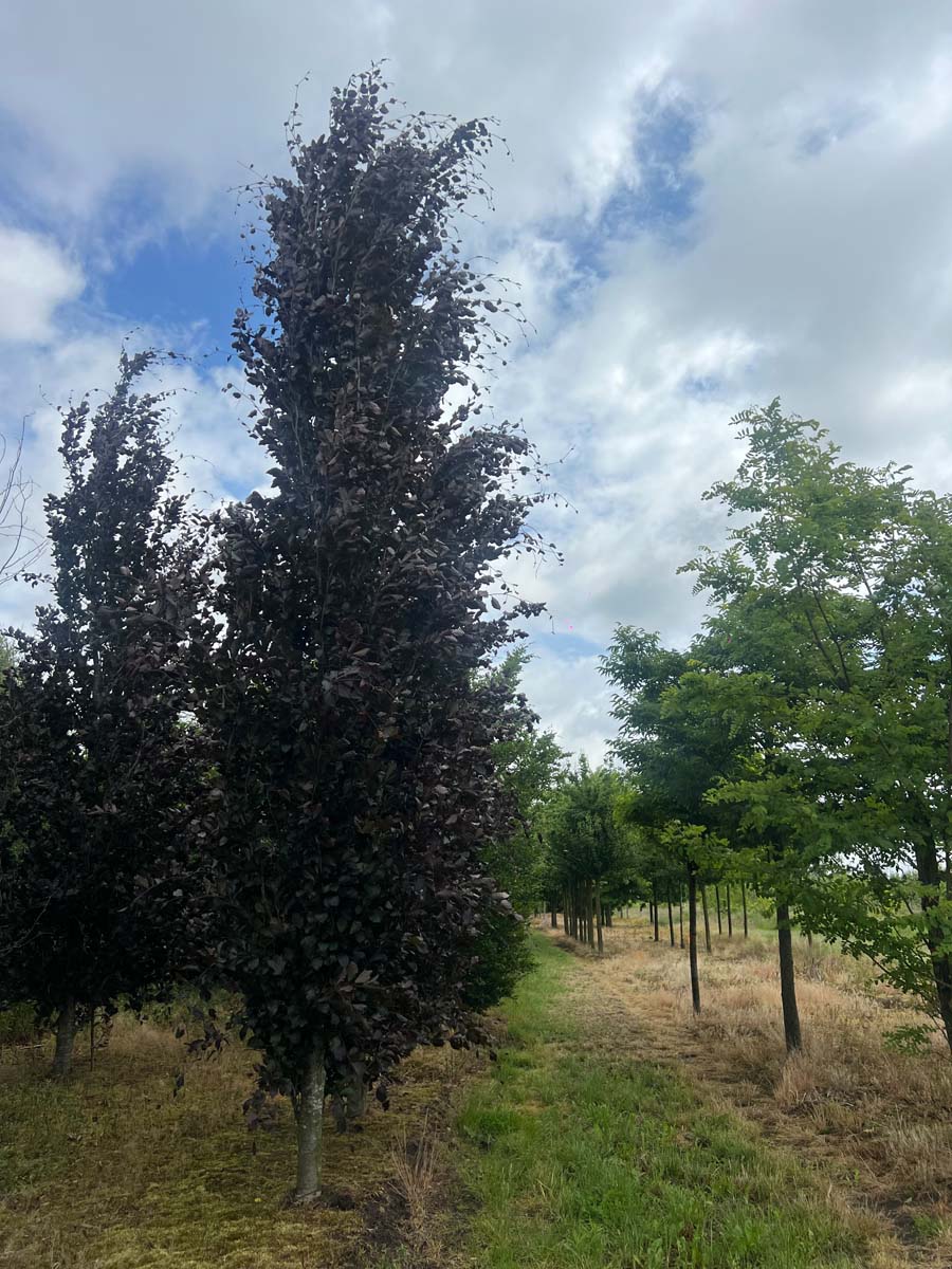 Fagus sylvatica 'Dawyck Purple' op stam op stam