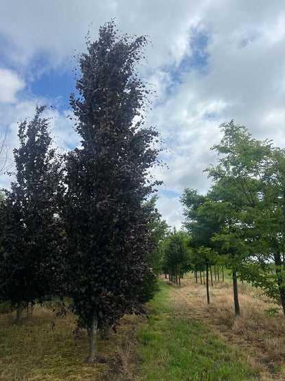 Fagus sylvatica 'Dawyck Purple' op stam op stam