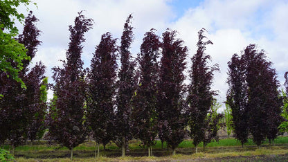 Fagus sylvatica 'Dawyck Purple' op stam op stam
