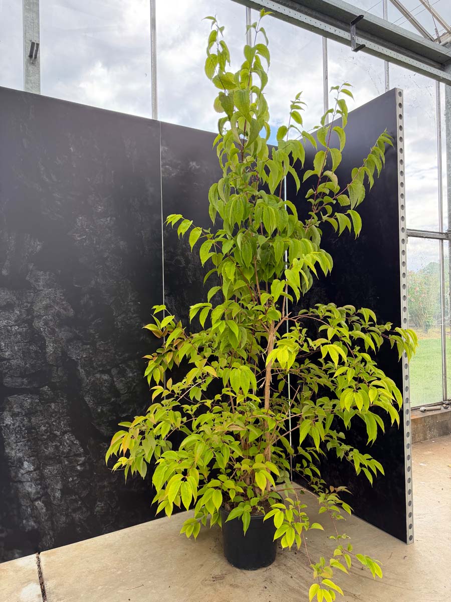 Heptacodium miconioides Tuinplanten tuinplanten