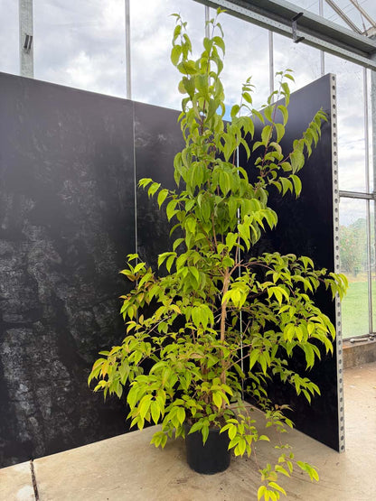 Heptacodium miconioides Tuinplanten tuinplanten