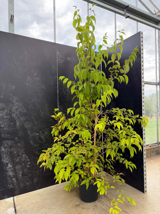 Heptacodium miconioides Tuinplanten tuinplanten