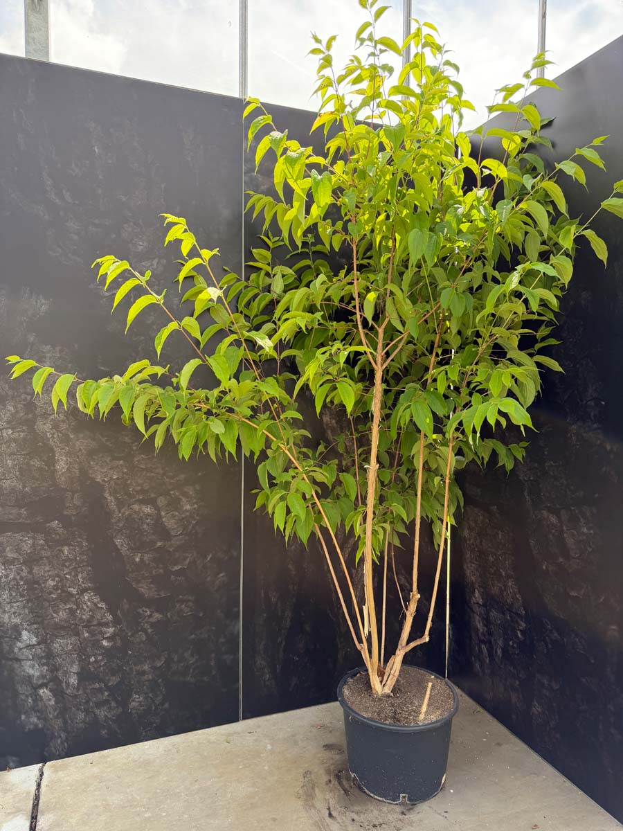 Heptacodium miconioides Tuinplanten tuinplanten