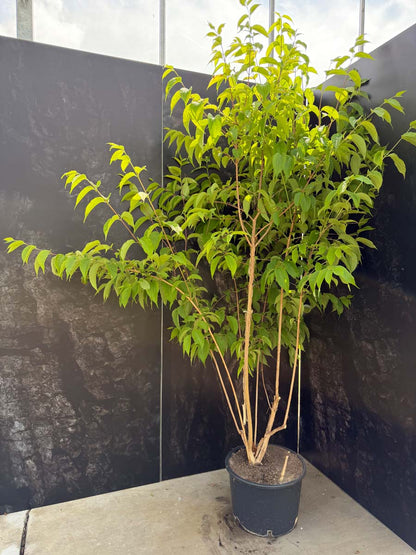 Heptacodium miconioides Tuinplanten tuinplanten