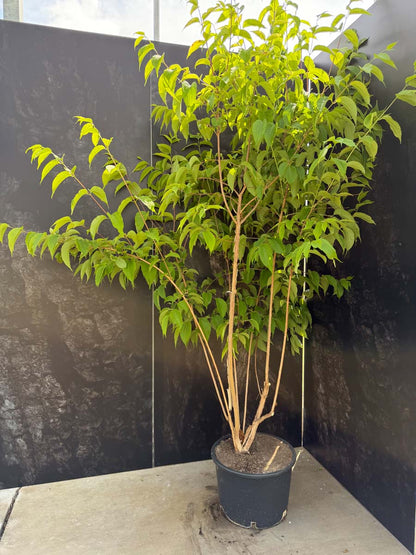 Heptacodium miconioides Tuinplanten tuinplanten