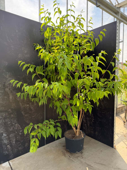 Heptacodium miconioides Tuinplanten tuinplanten