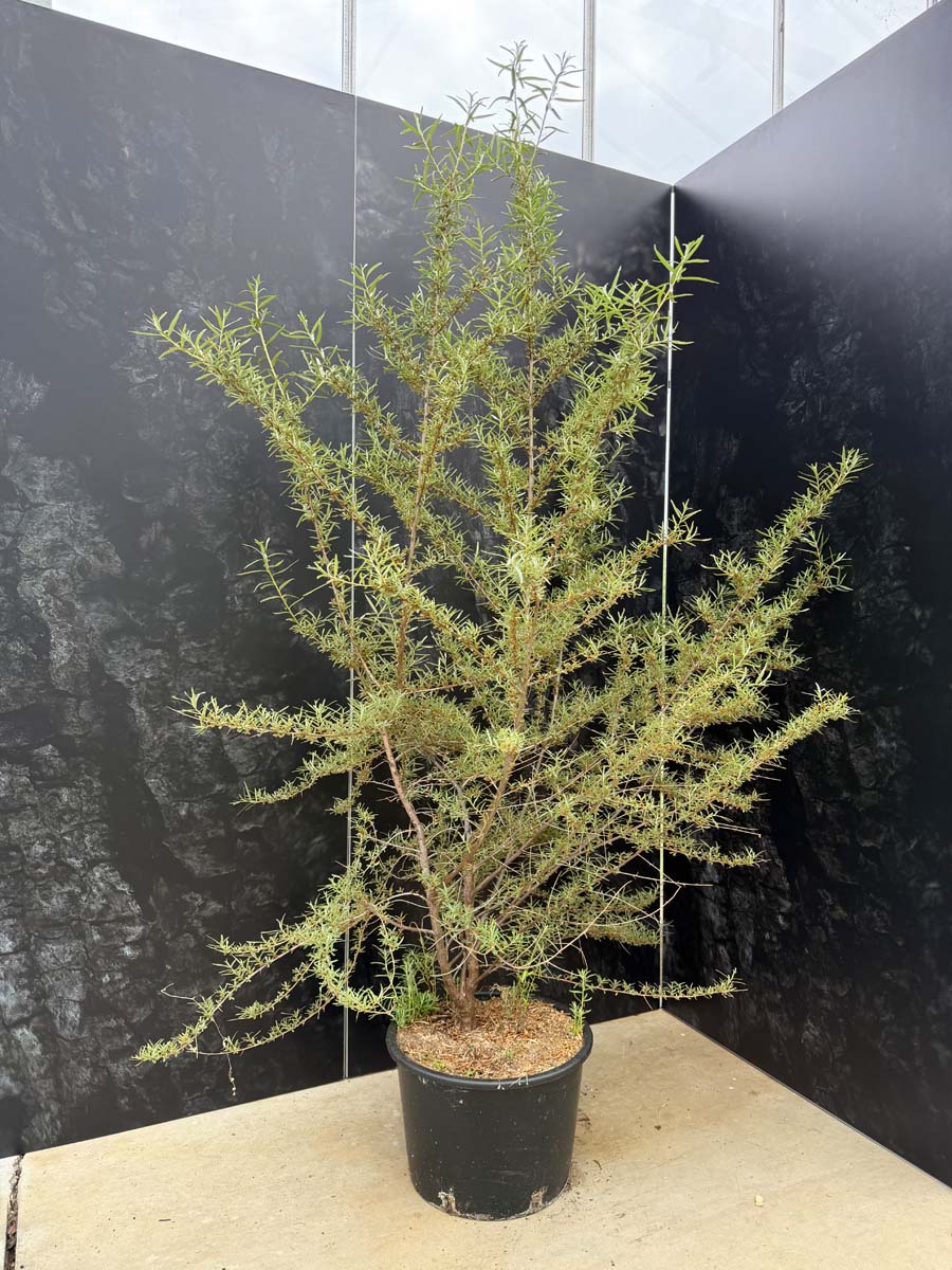 Hippophae rhamnoides 'Hergo' Tuinplanten tuinplanten