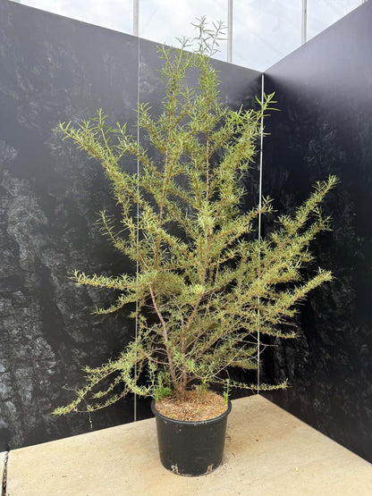 Hippophae rhamnoides 'Hergo' Tuinplanten tuinplanten