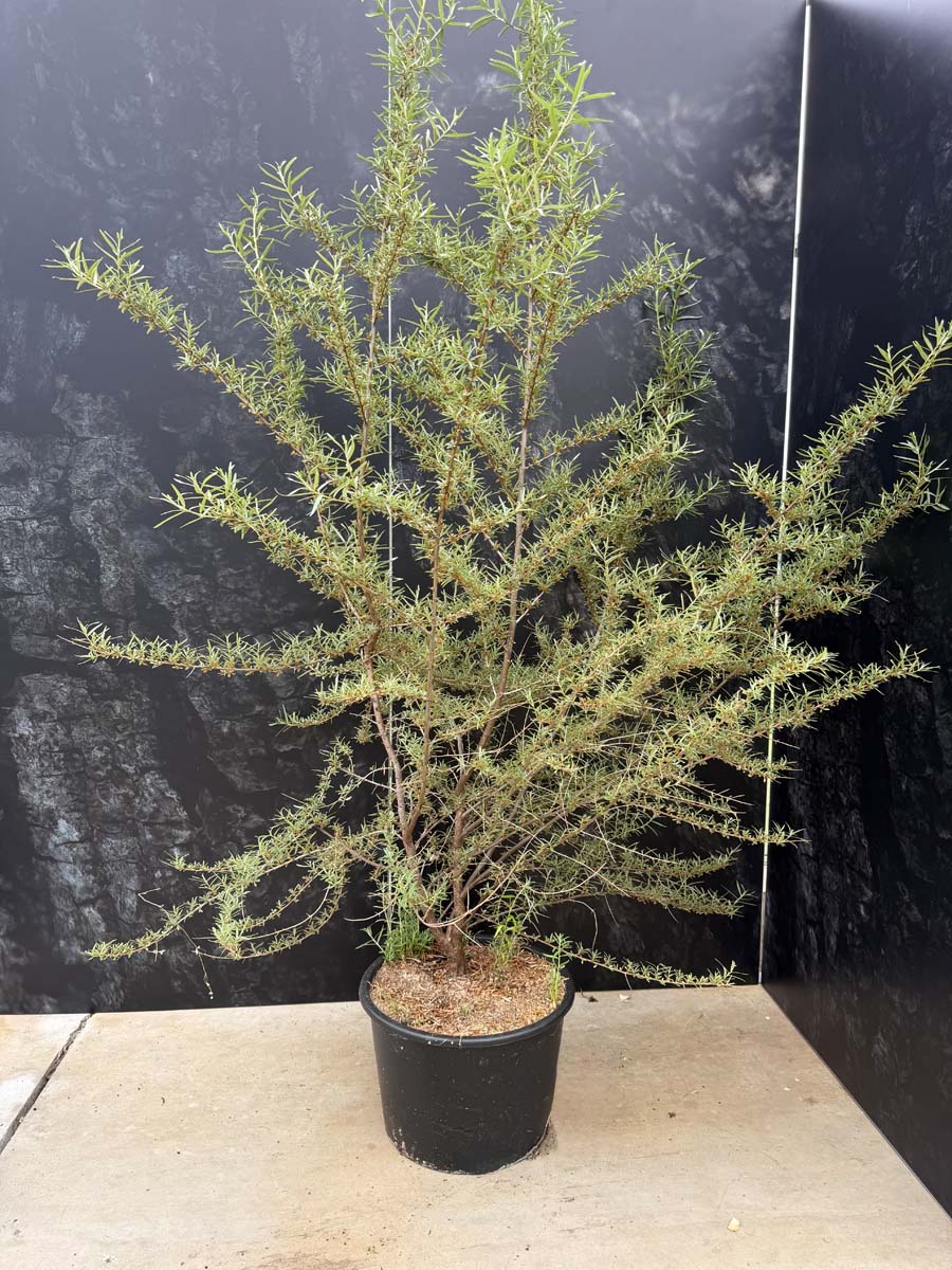 Hippophae rhamnoides 'Hergo' Tuinplanten tuinplanten