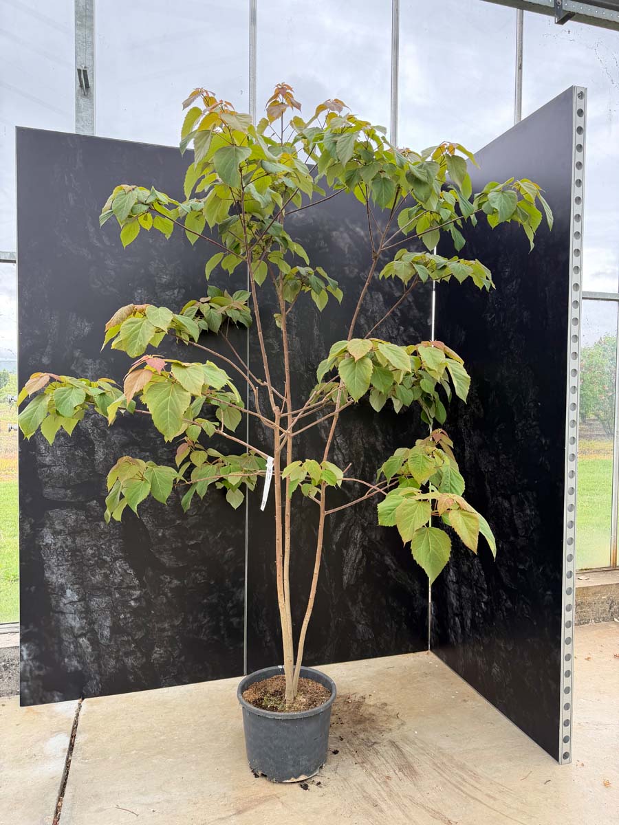 Idesia polycarpa Tuinplanten tuinplanten