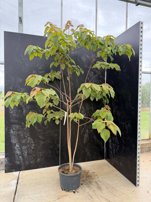 Idesia polycarpa Tuinplanten tuinplanten