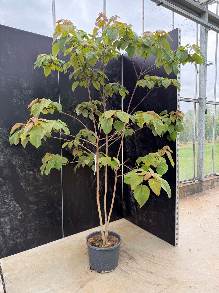 Idesia polycarpa Tuinplanten tuinplanten