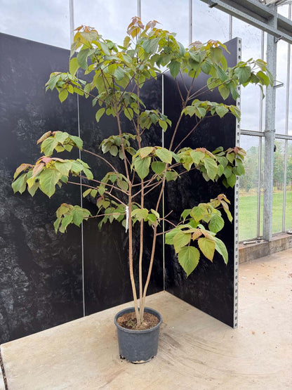 Idesia polycarpa Tuinplanten tuinplanten