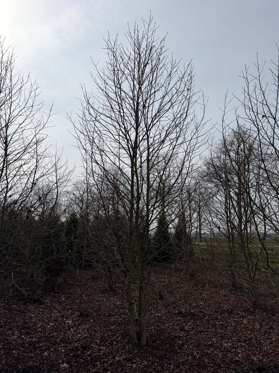 Liquidambar styraciflua meerstammig / struik meerstammig