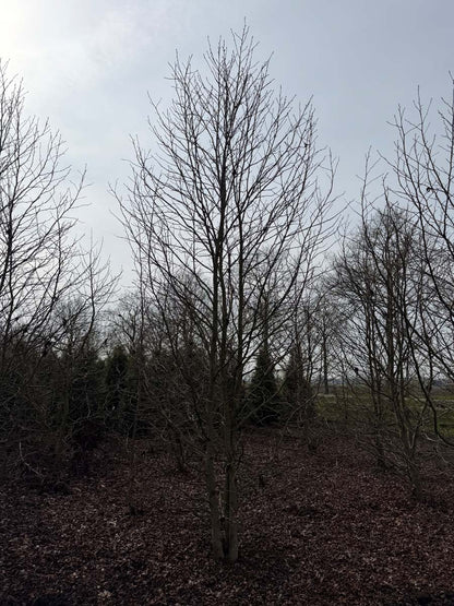 Liquidambar styraciflua meerstammig / struik meerstammig