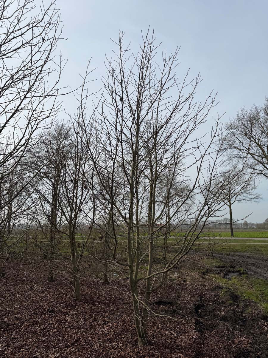 Liquidambar styraciflua meerstammig / struik meerstammig