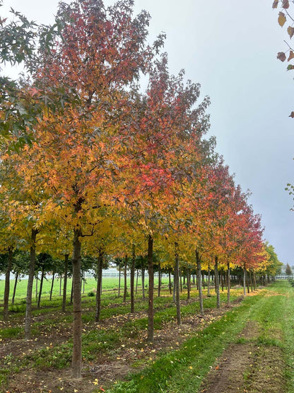 Liquidambar styraciflua 'Worplesdon' op stam op stam