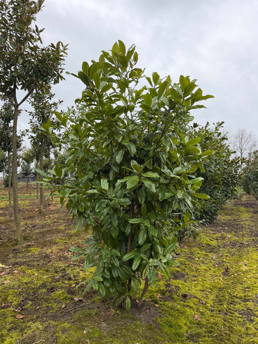 Magnolia grandiflora meerstammig / struik meerstammig