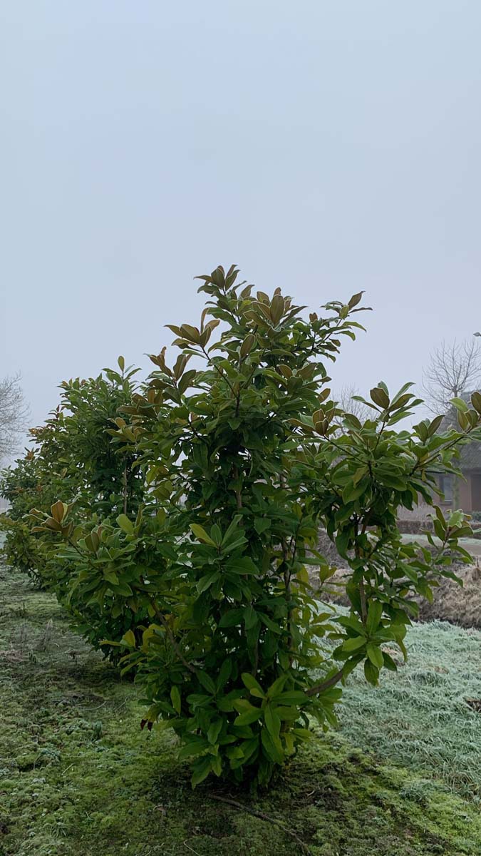 Magnolia grandiflora 'Galissonnière' meerstammig / struik meerstammig