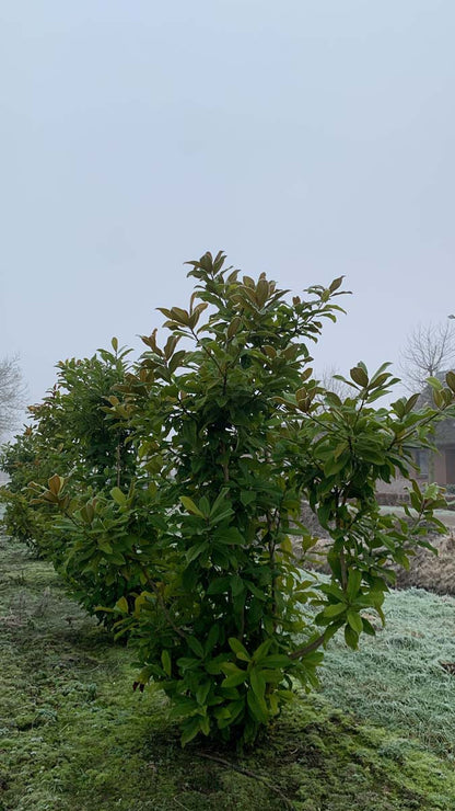 Magnolia grandiflora 'Galissonnière' meerstammig / struik meerstammig