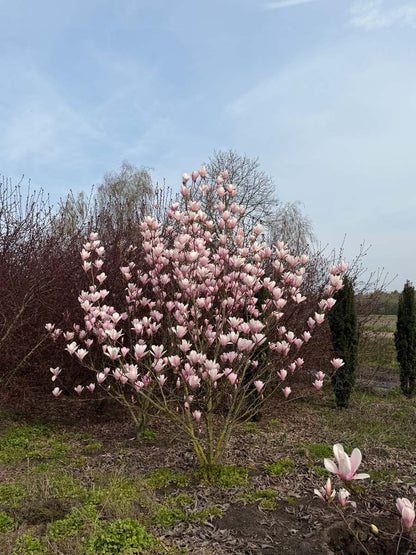 Magnolia 'Heaven Scent' meerstammig / struik meerstammig
