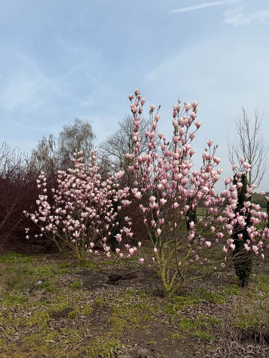 Magnolia 'Heaven Scent' meerstammig / struik meerstammig
