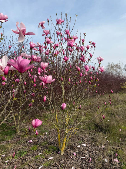 Magnolia soulangeana 'Sundew' meerstammig / struik meerstammig