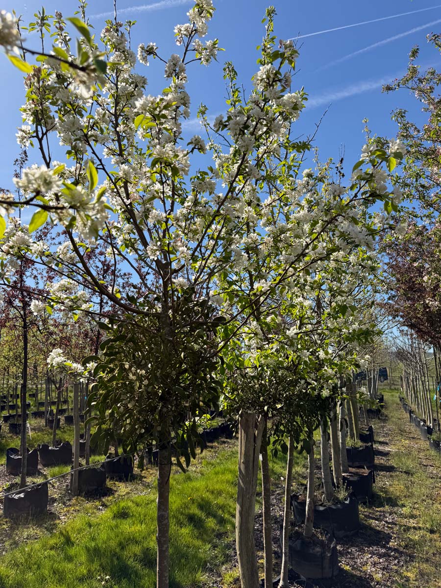 Malus baccata 'Akso' op stam op stam